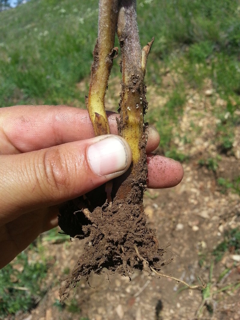 Orobanche pycnostachya photo 5