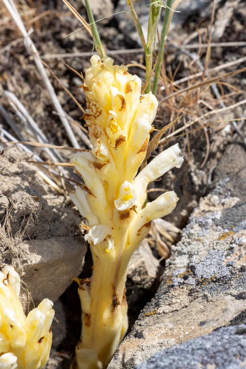 Orobanche pycnostachya photo 6