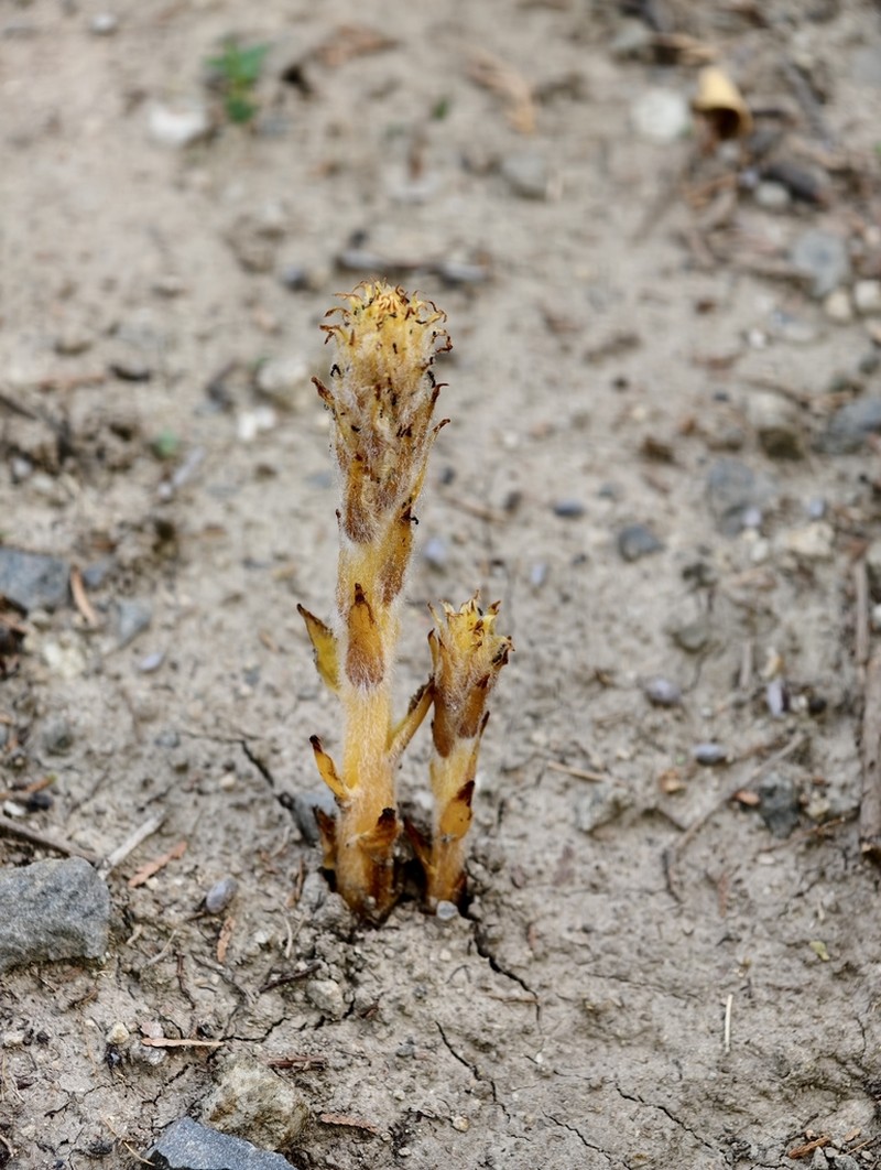 Orobanche pycnostachya photo 7