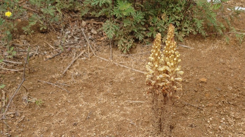 Orobanche pycnostachya photo 8