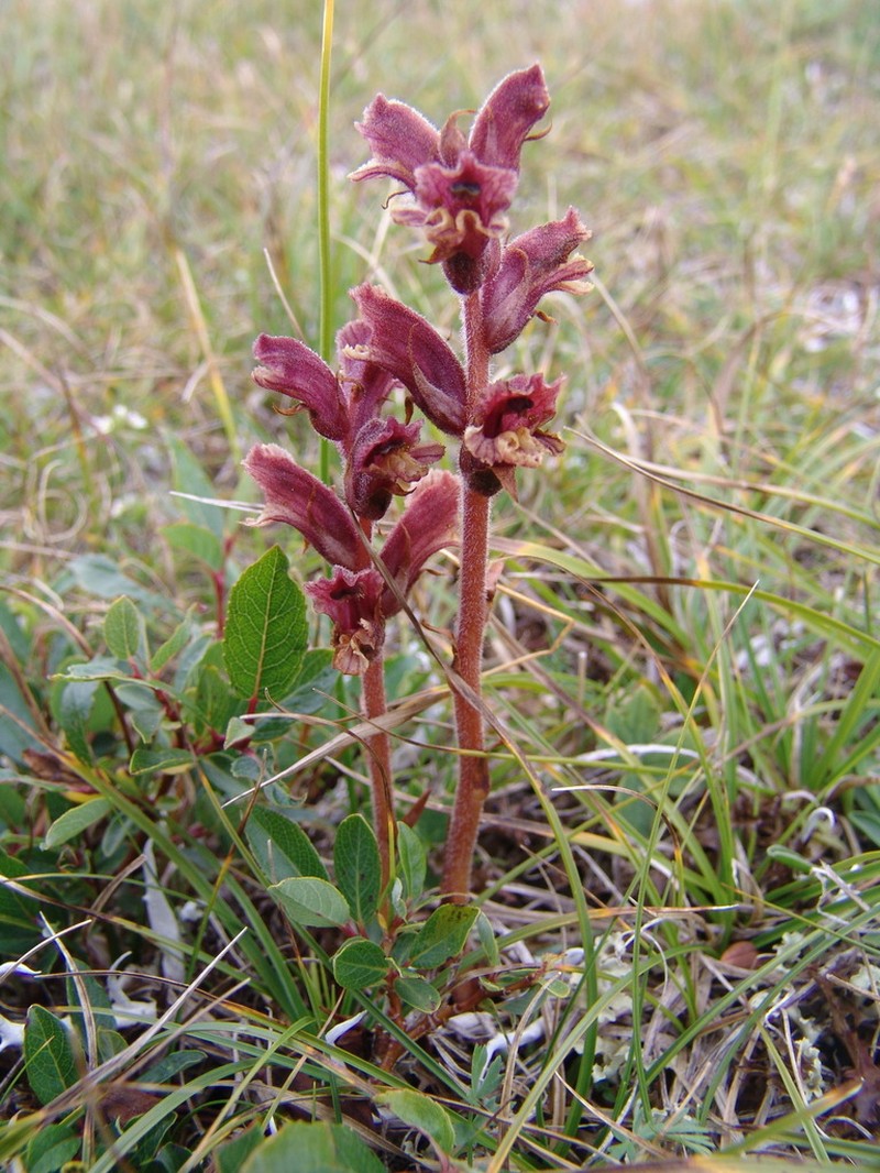 Orobanche raddeana