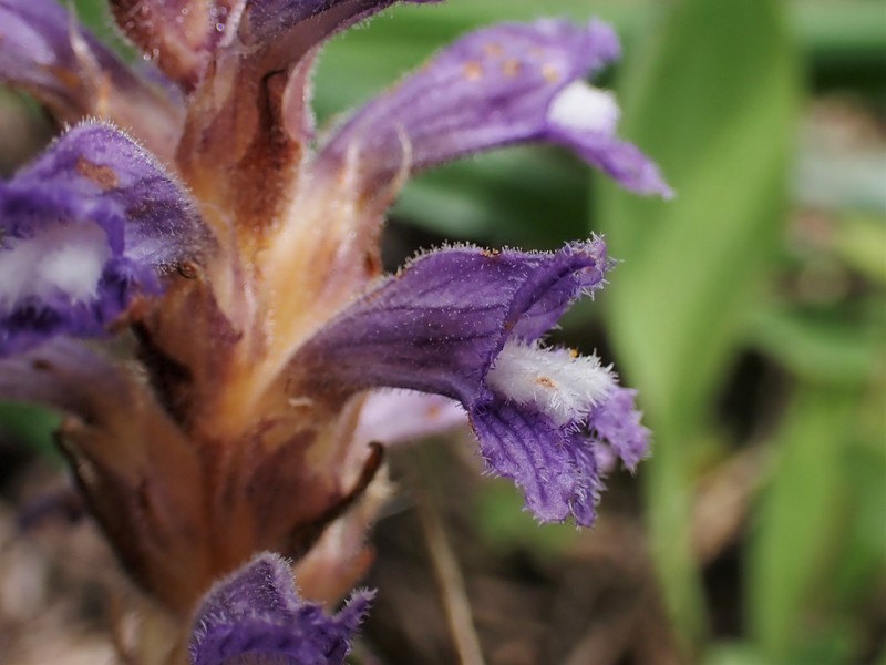 Hemp Broomrape photo 2