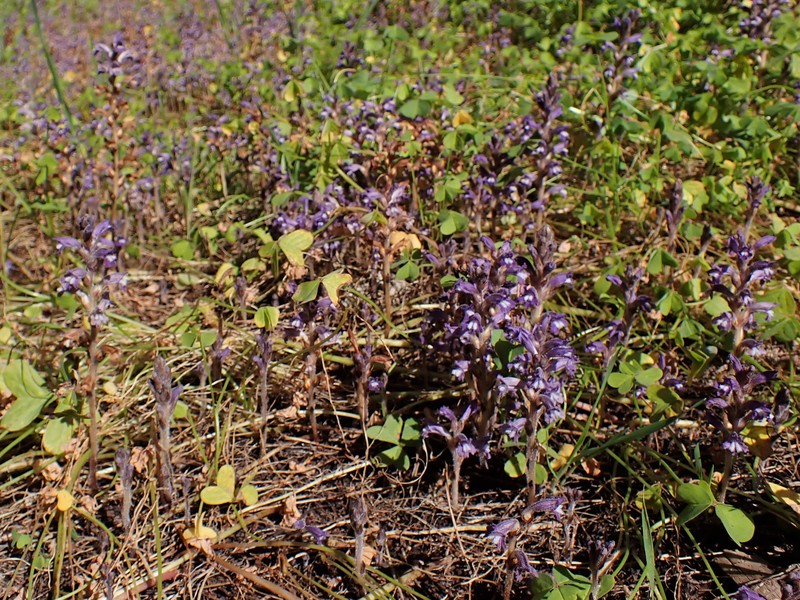 Hemp Broomrape photo 3