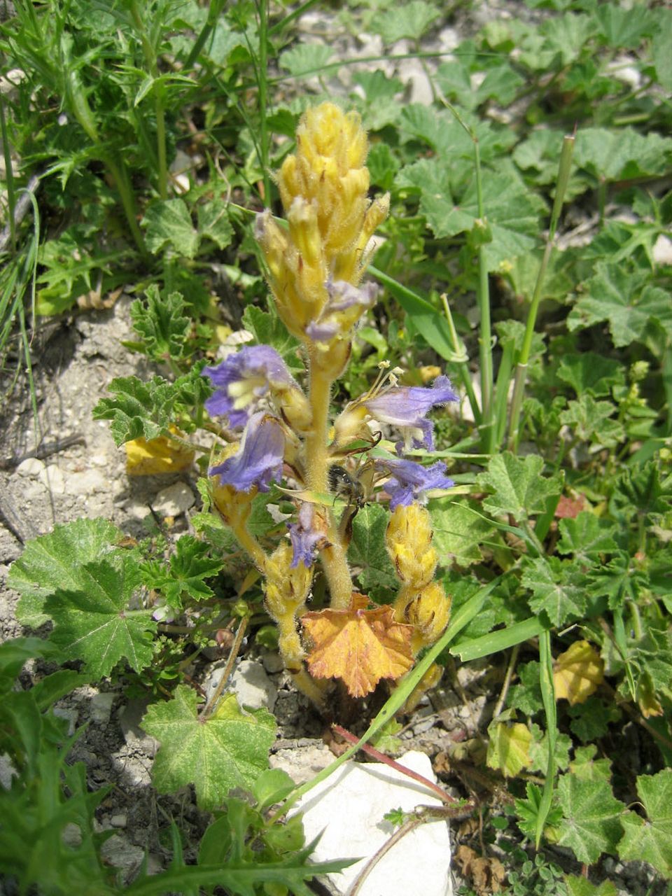 Hemp Broomrape photo 5