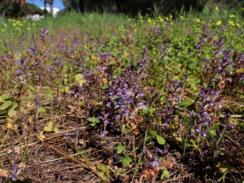 Hemp Broomrape photo 6