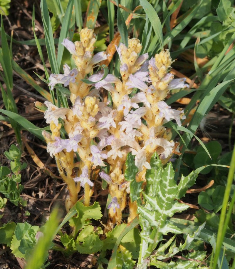 Hemp Broomrape photo 7