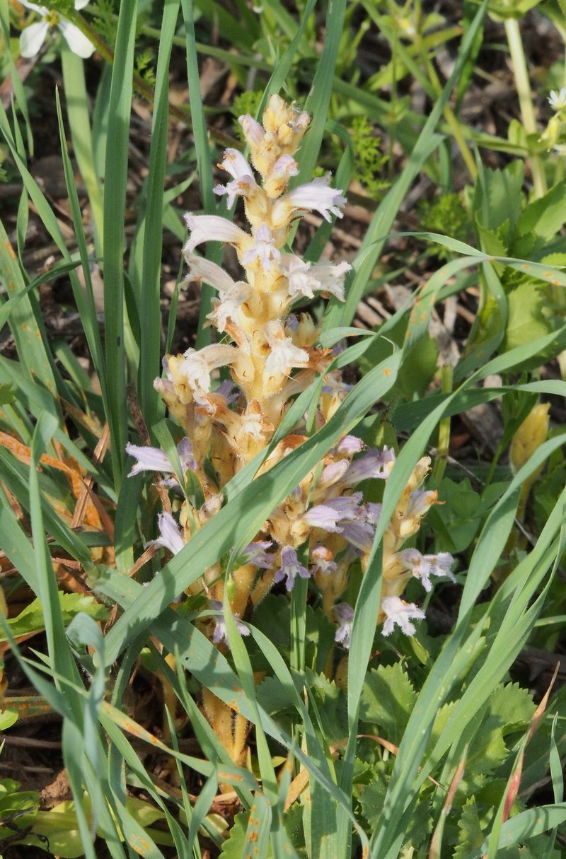Hemp Broomrape photo 8