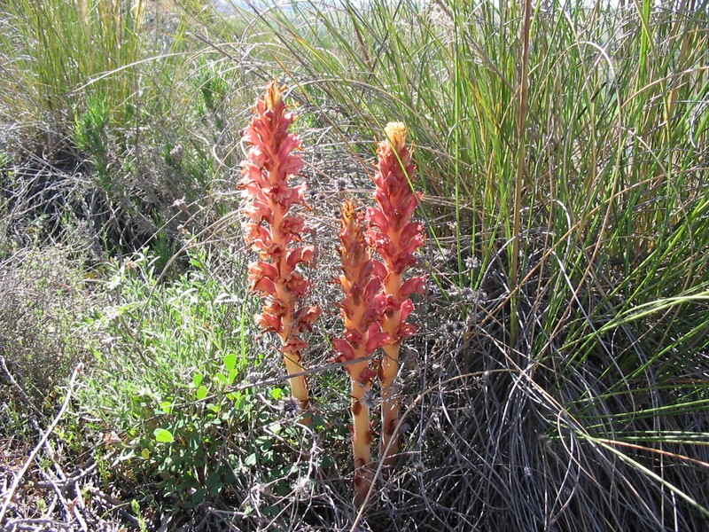 Orobanche rapum-genistae photo 2