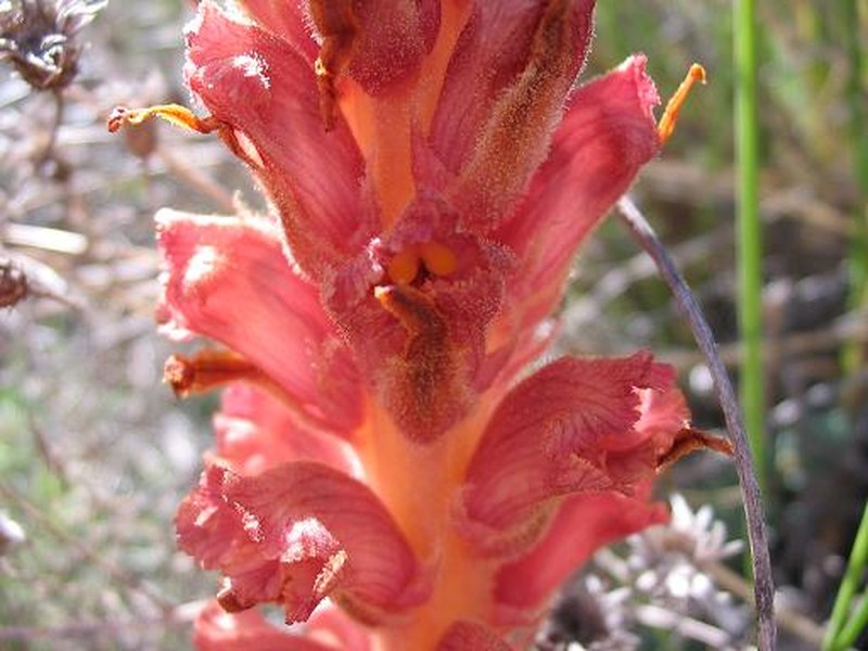 Orobanche rapum-genistae photo 3