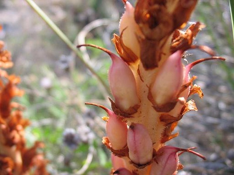 Orobanche rapum-genistae photo 4