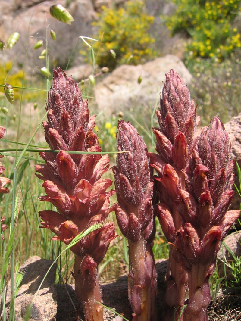 Orobanche rapum-genistae photo 5