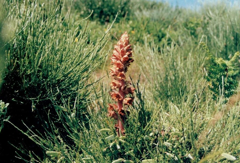 Orobanche rapum-genistae photo 6