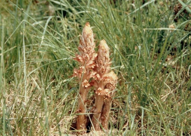 Orobanche rapum-genistae photo 7