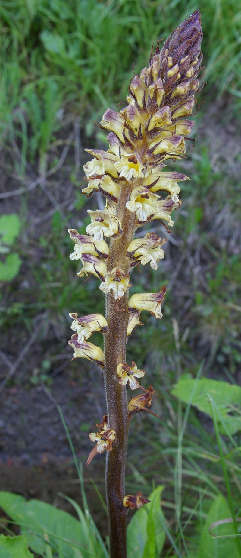 Orobanche reticulata