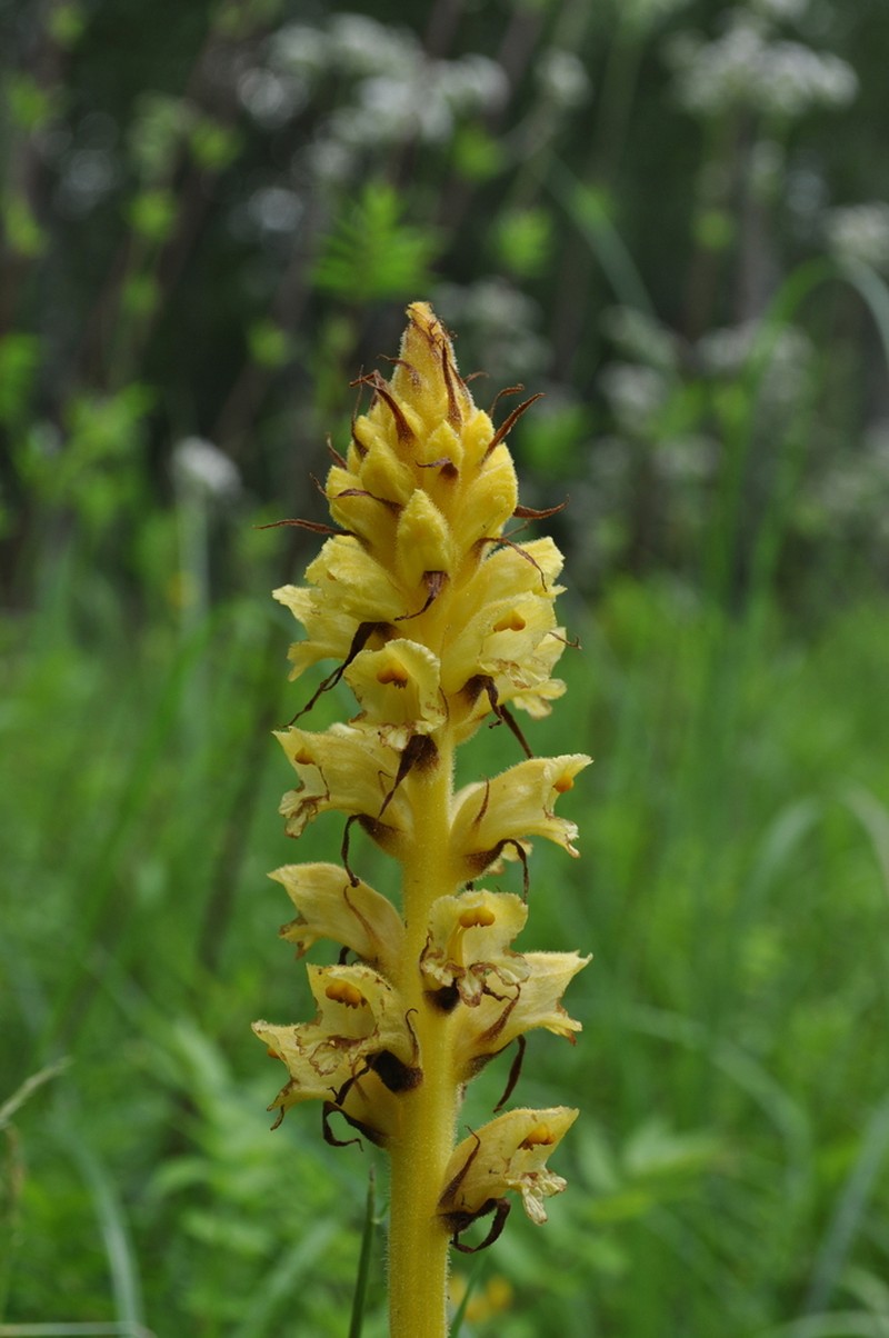 Orobanche reticulata photo 2