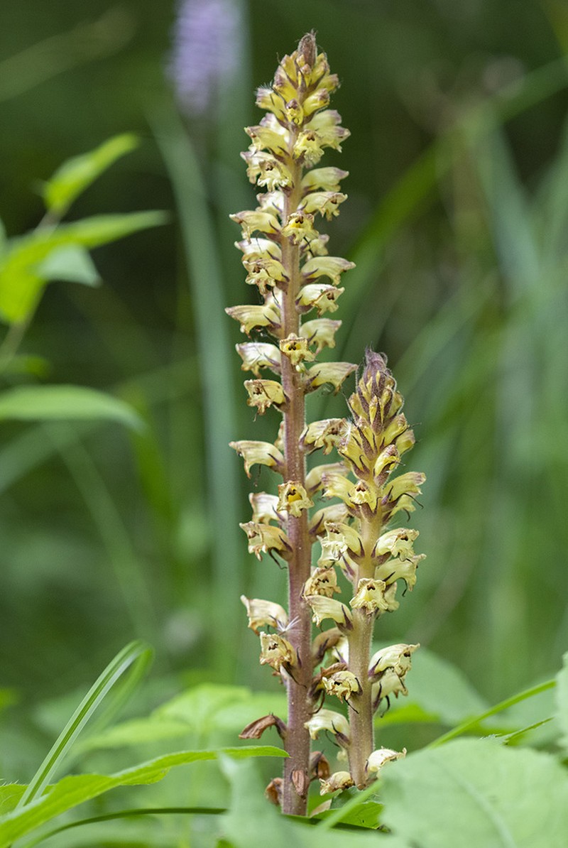 Orobanche reticulata photo 3