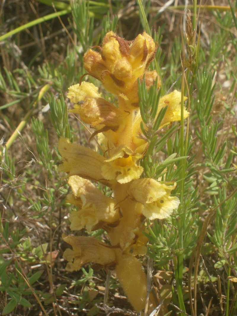 Orobanche reticulata photo 4