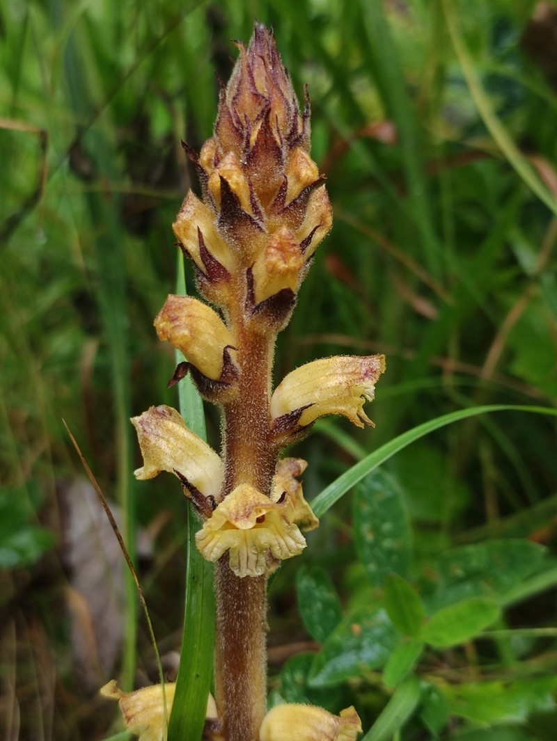 Orobanche reticulata photo 5