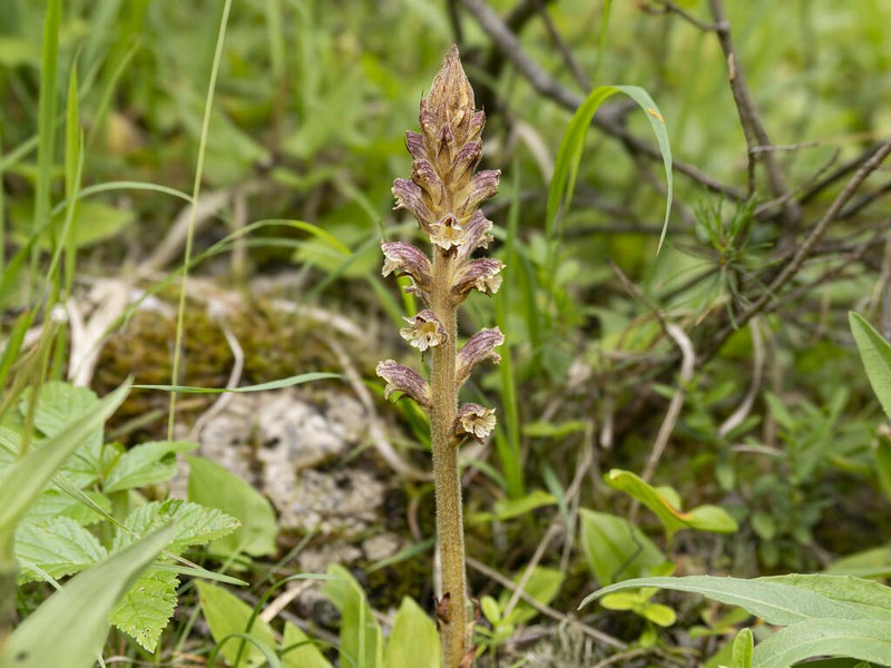 Orobanche reticulata photo 6