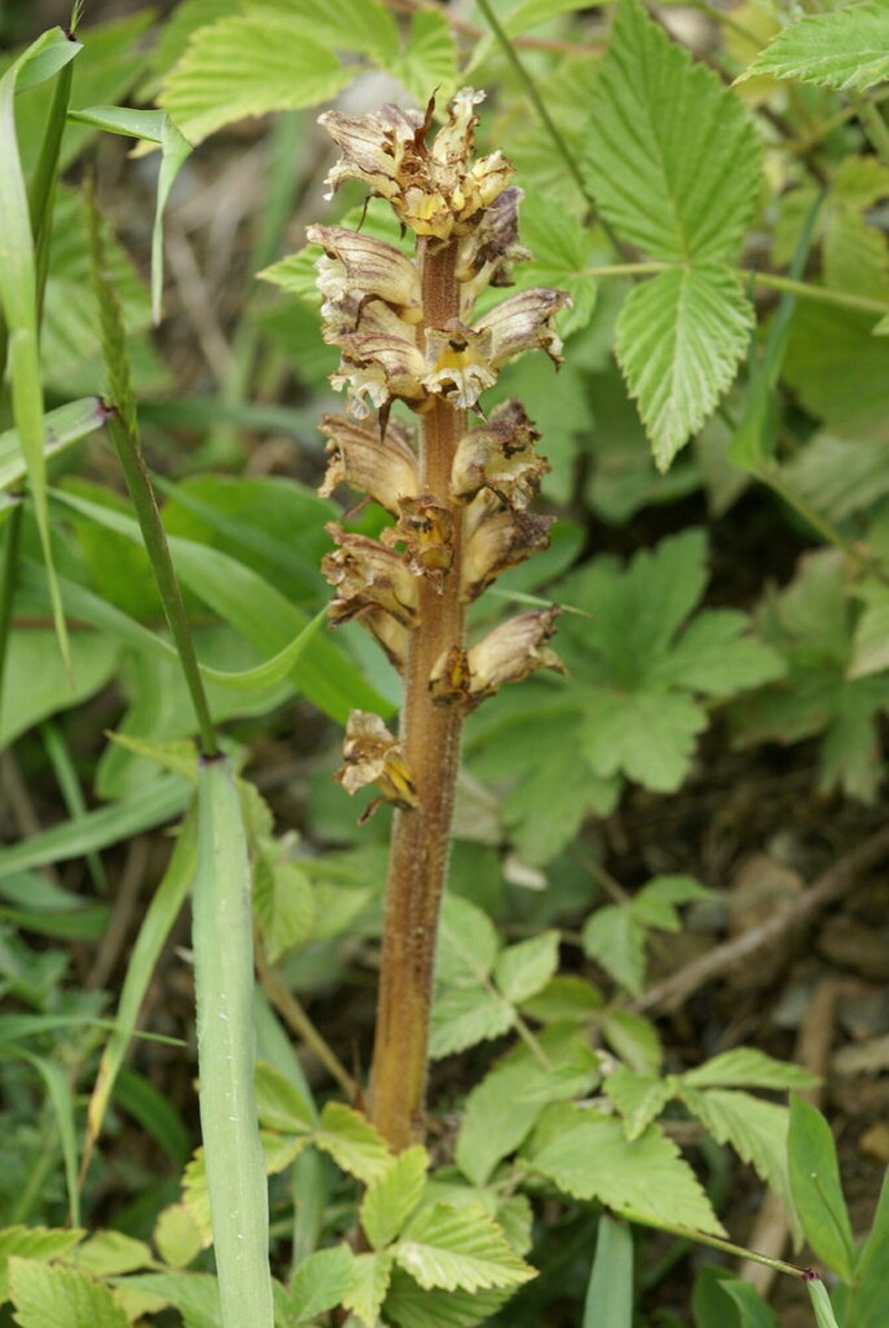 Orobanche reticulata photo 7