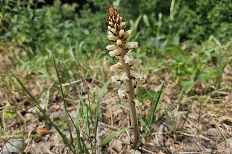 Orobanche reticulata subsp. reticulata
