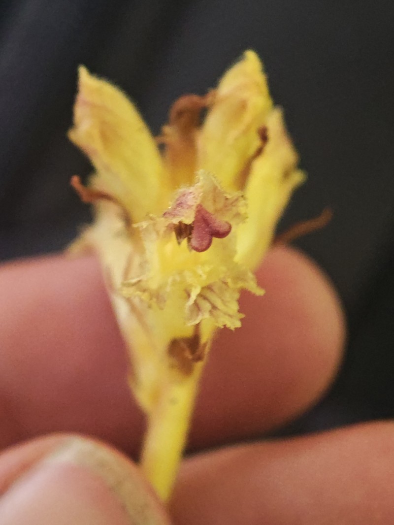 Orobanche reticulata subsp. reticulata photo 2