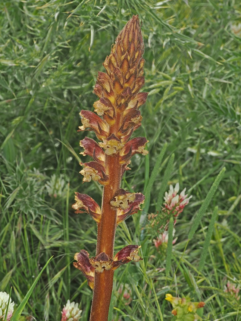 Orobanche reticulata subsp. reticulata photo 3