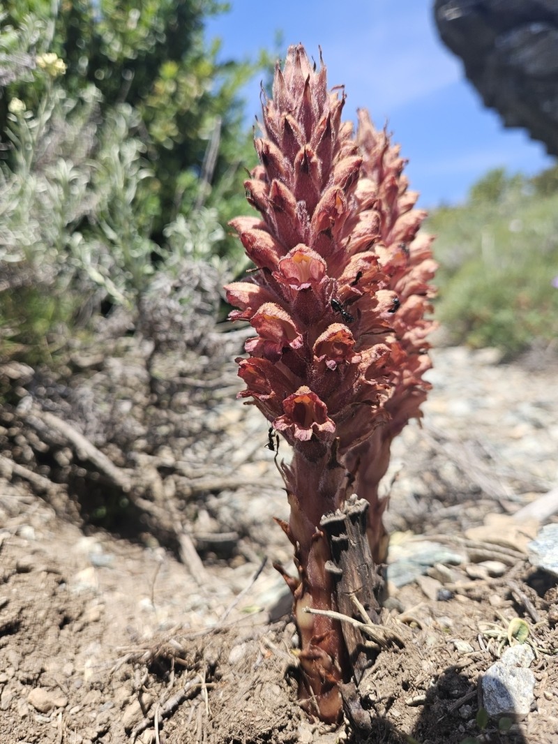 Orobanche rigens