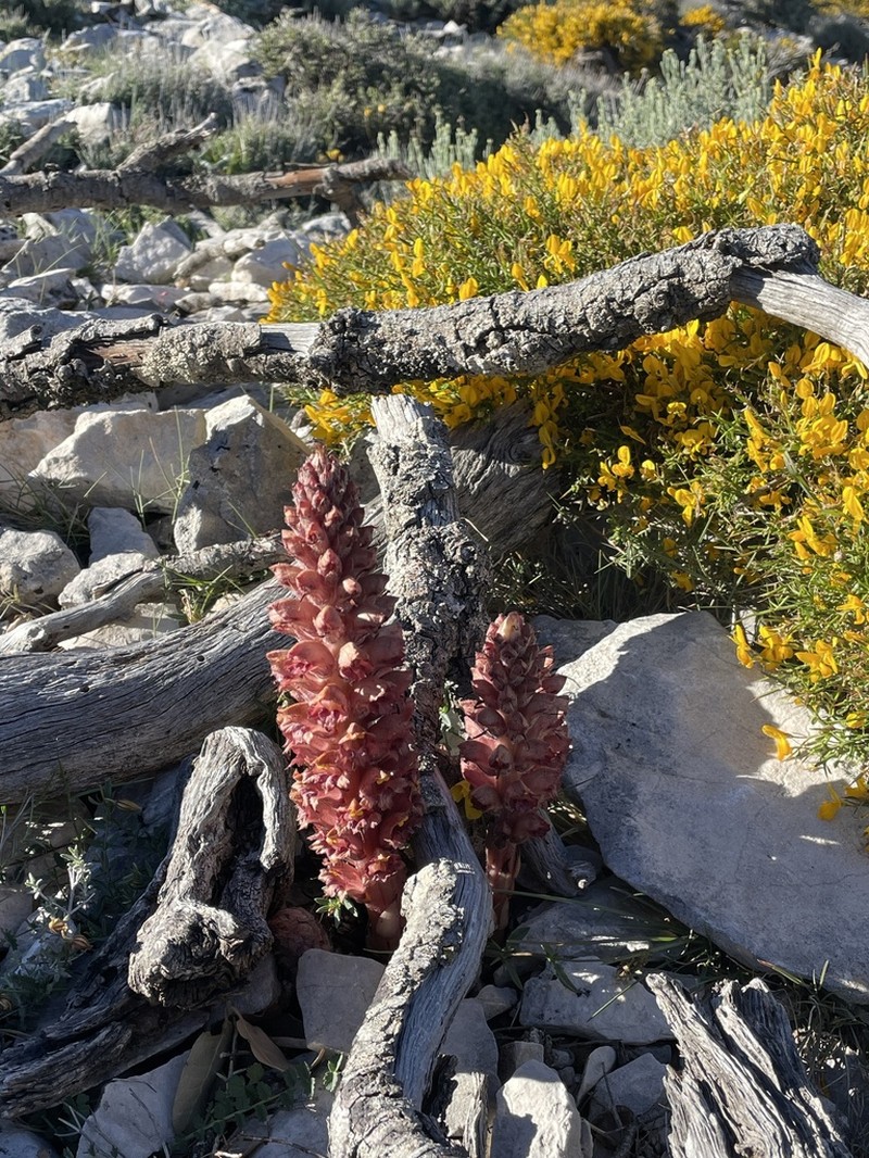 Orobanche rigens photo 2