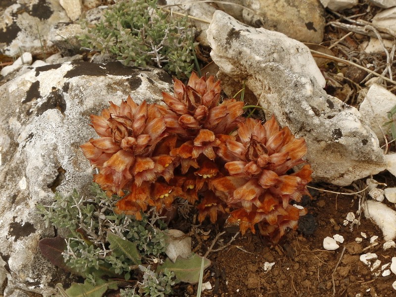 Orobanche rigens photo 3
