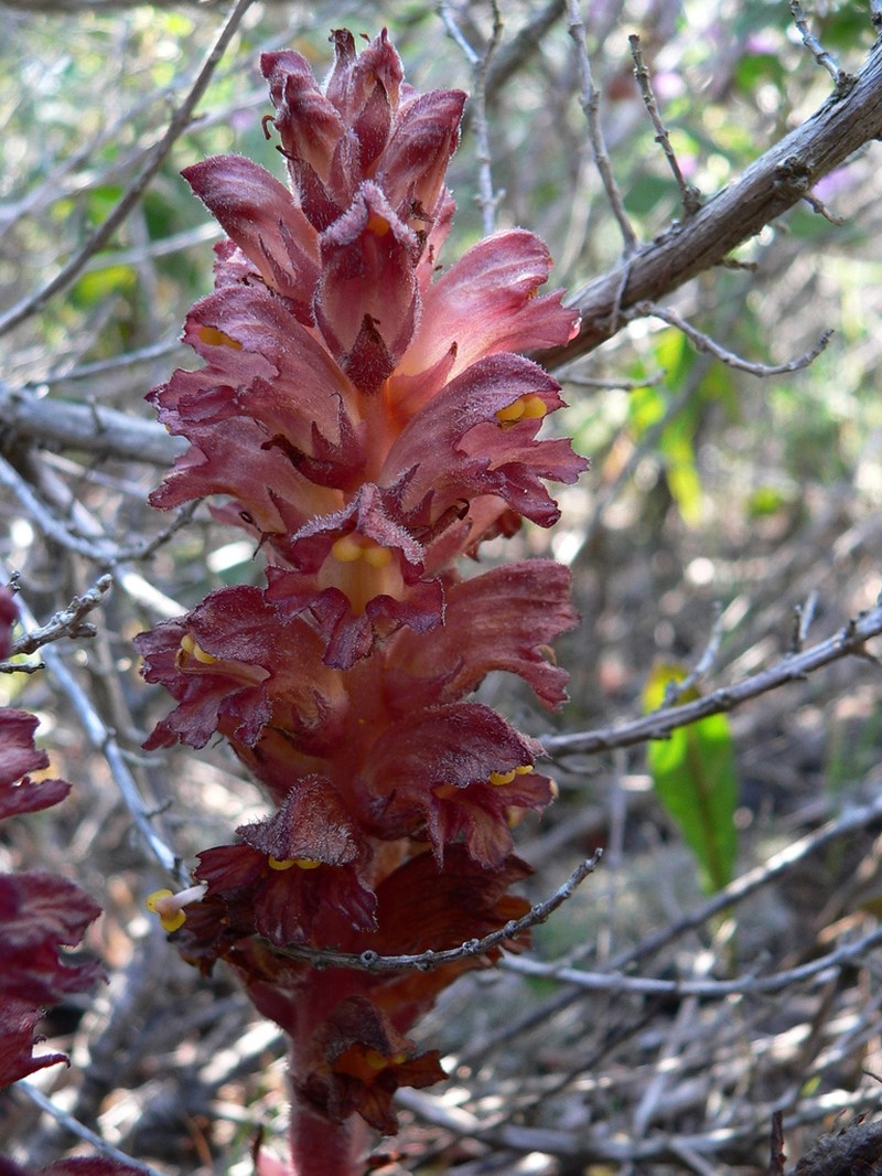 Orobanche rigens photo 4