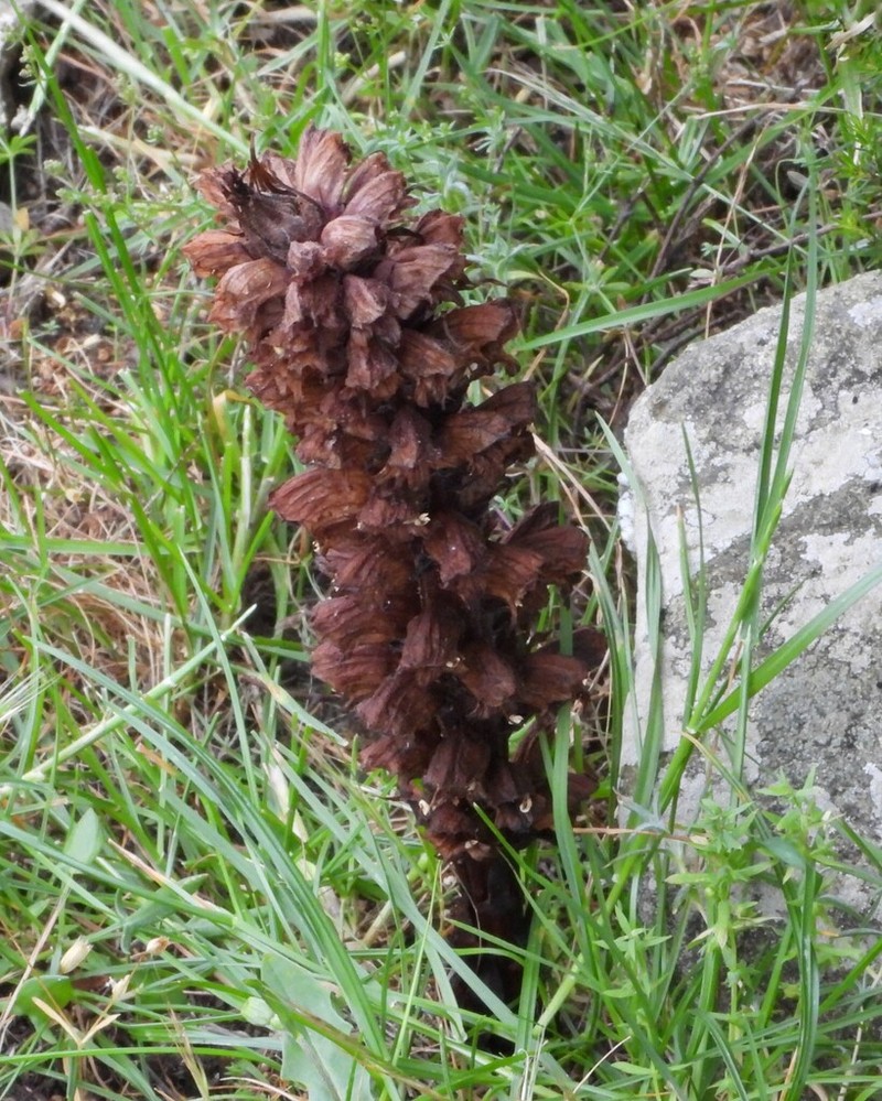Orobanche rigens photo 5