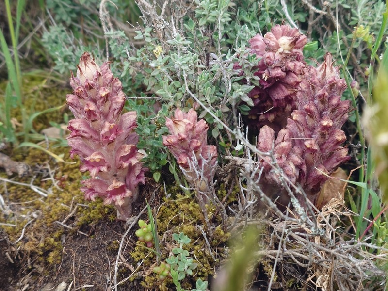 Orobanche rigens photo 6