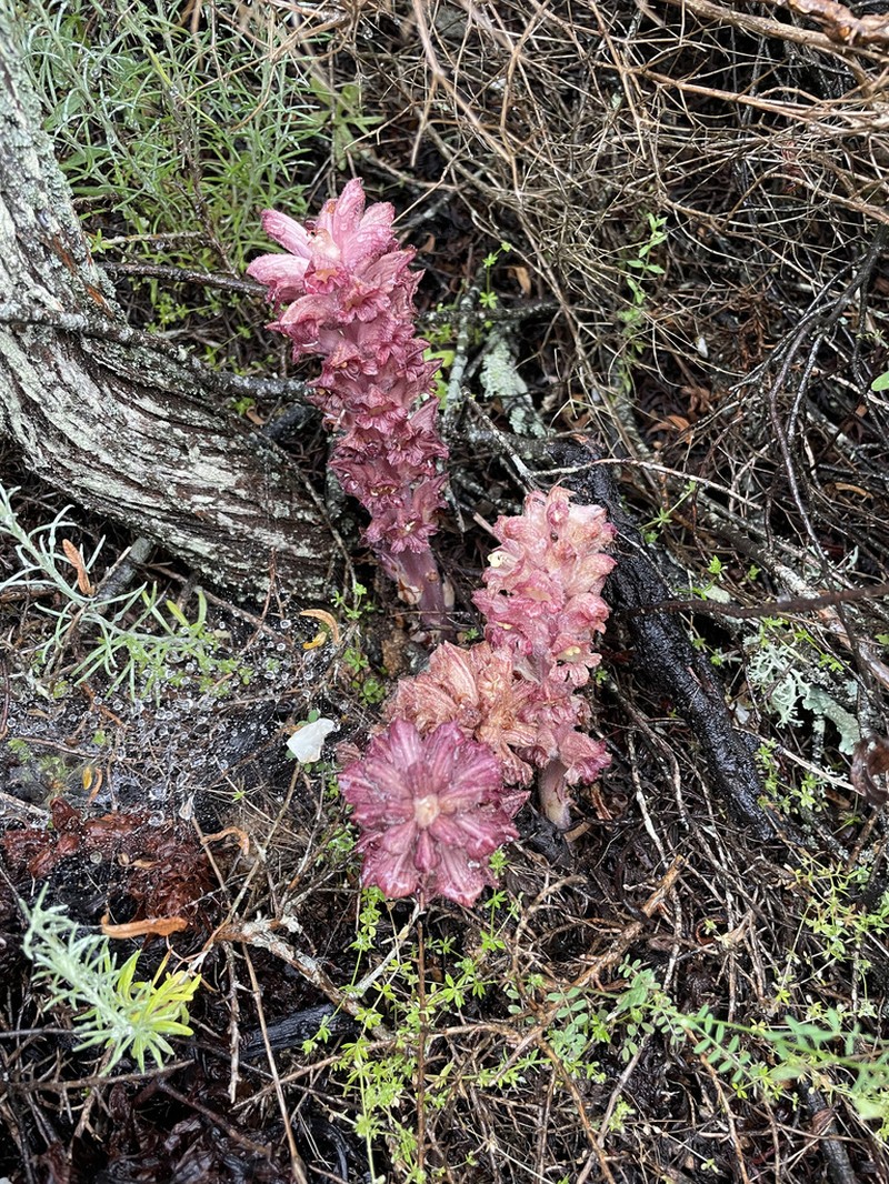 Orobanche rigens photo 7