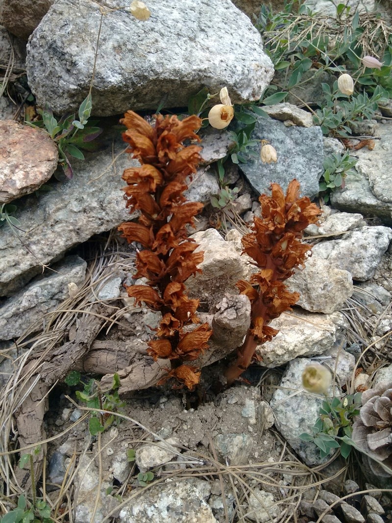 Orobanche rigens photo 8