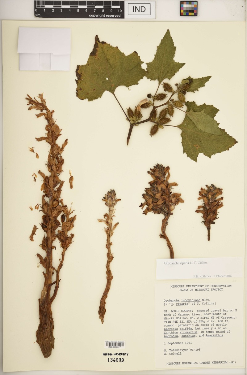 River Broom-Rape photo 2
