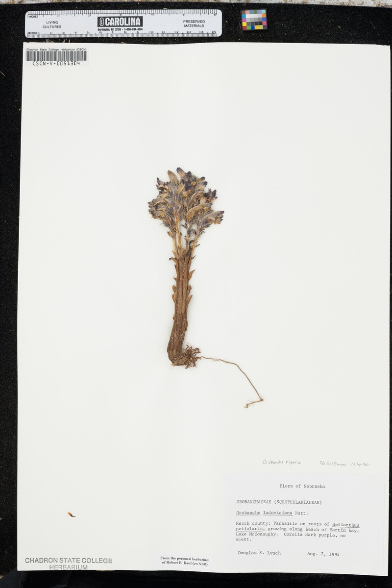 River Broom-Rape photo 4