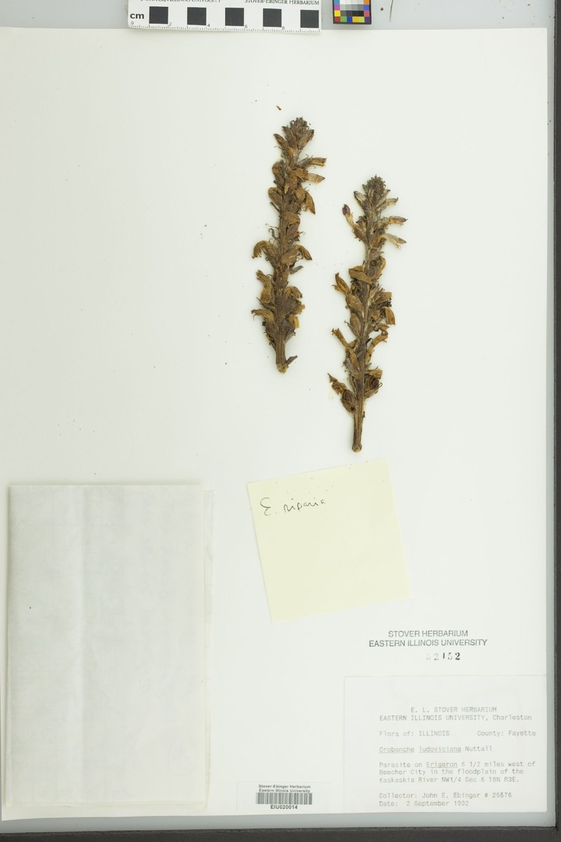 River Broom-Rape photo 5