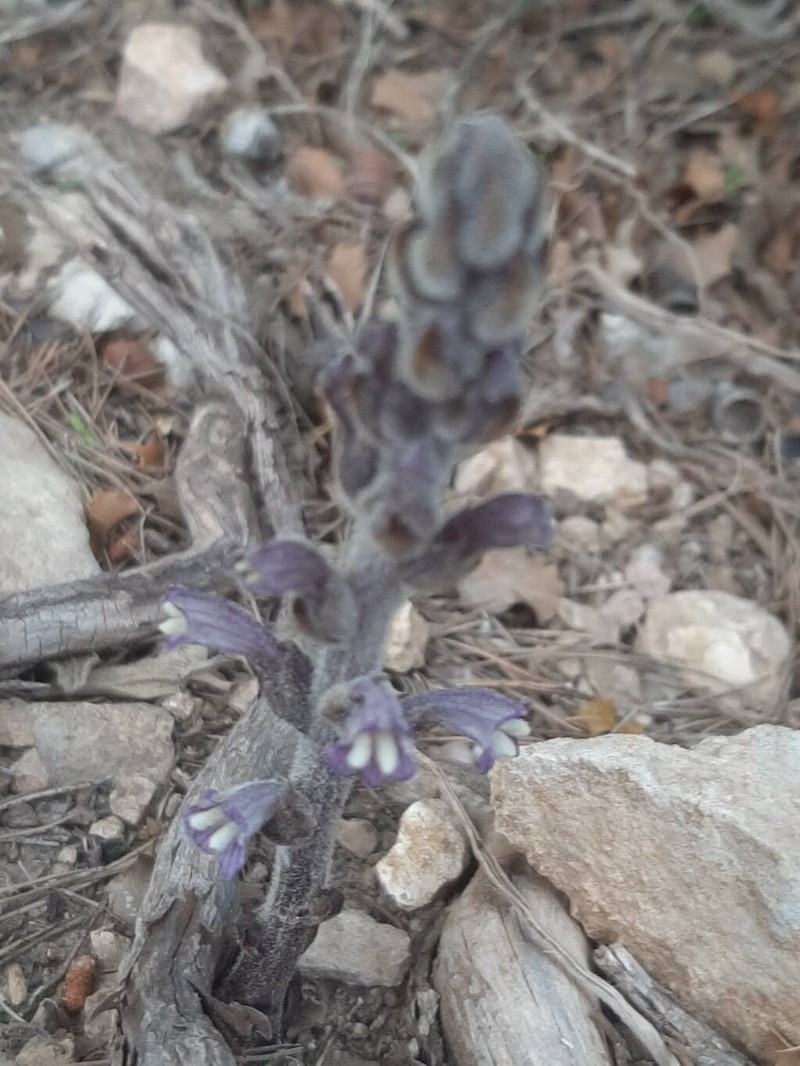 Orobanche rosmarina