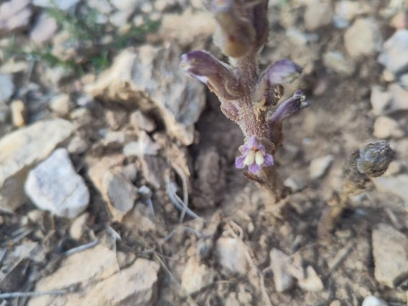 Orobanche rosmarina photo 2