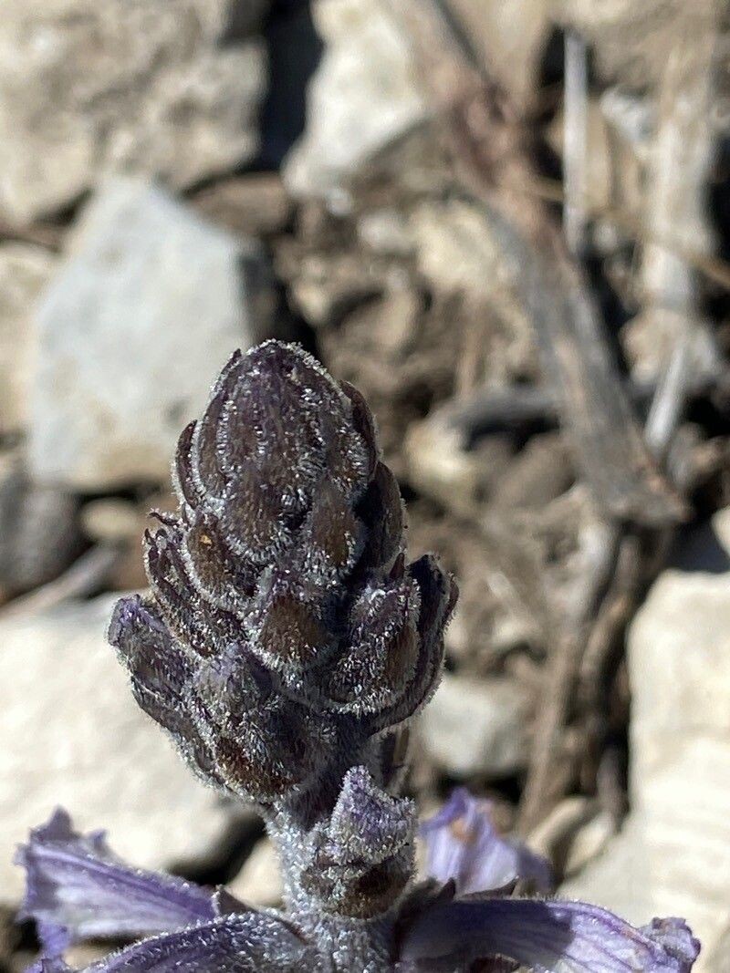 Orobanche rosmarina photo 3