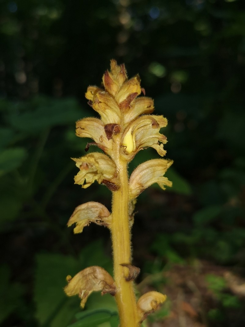 Orobanche salviae