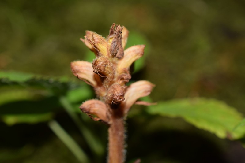 Orobanche salviae photo 2
