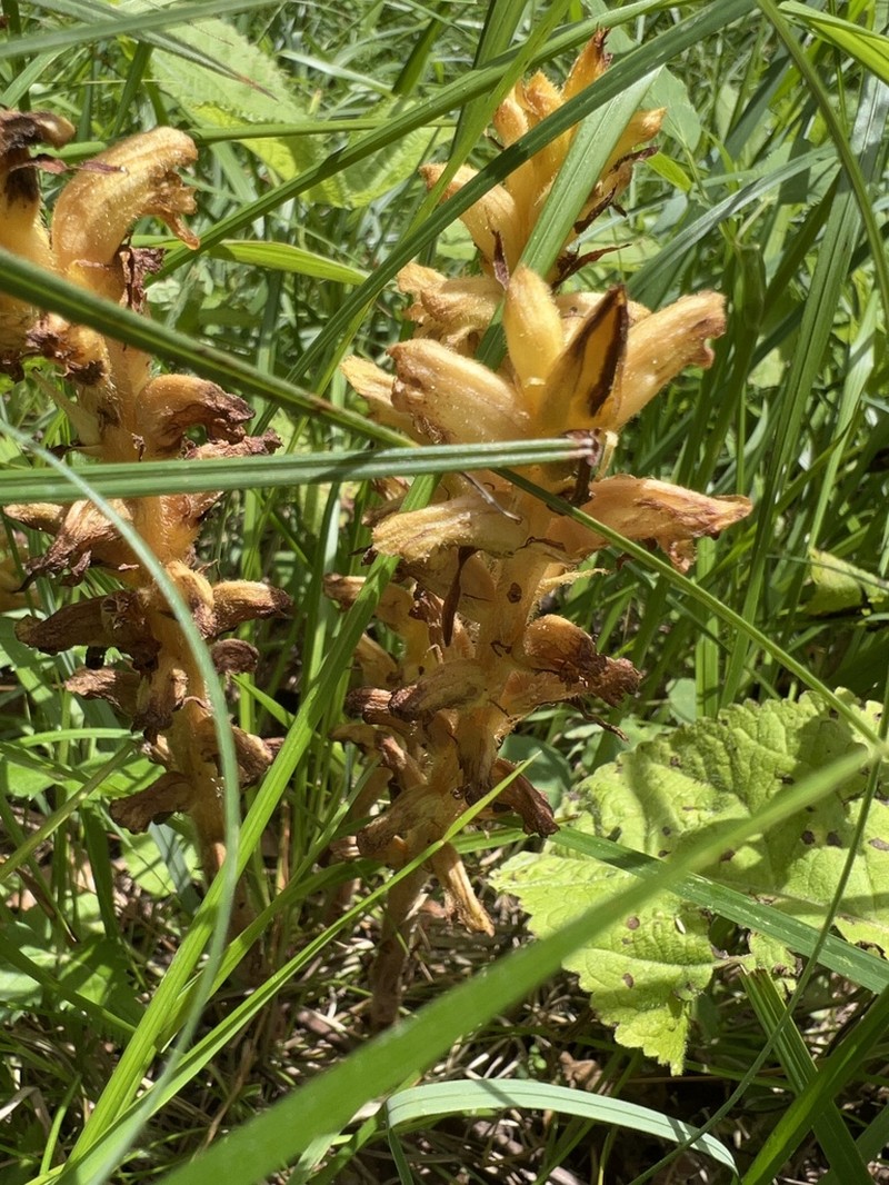 Orobanche salviae photo 3