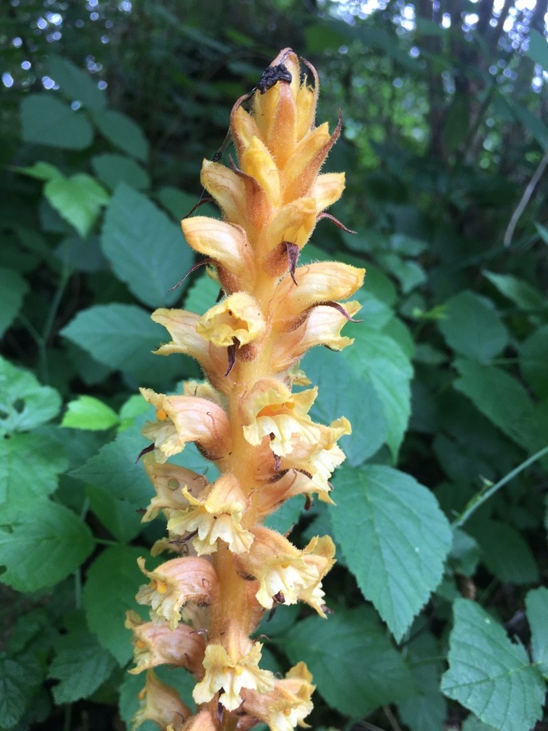 Orobanche salviae photo 4