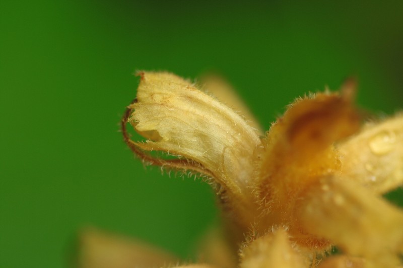 Orobanche salviae photo 5