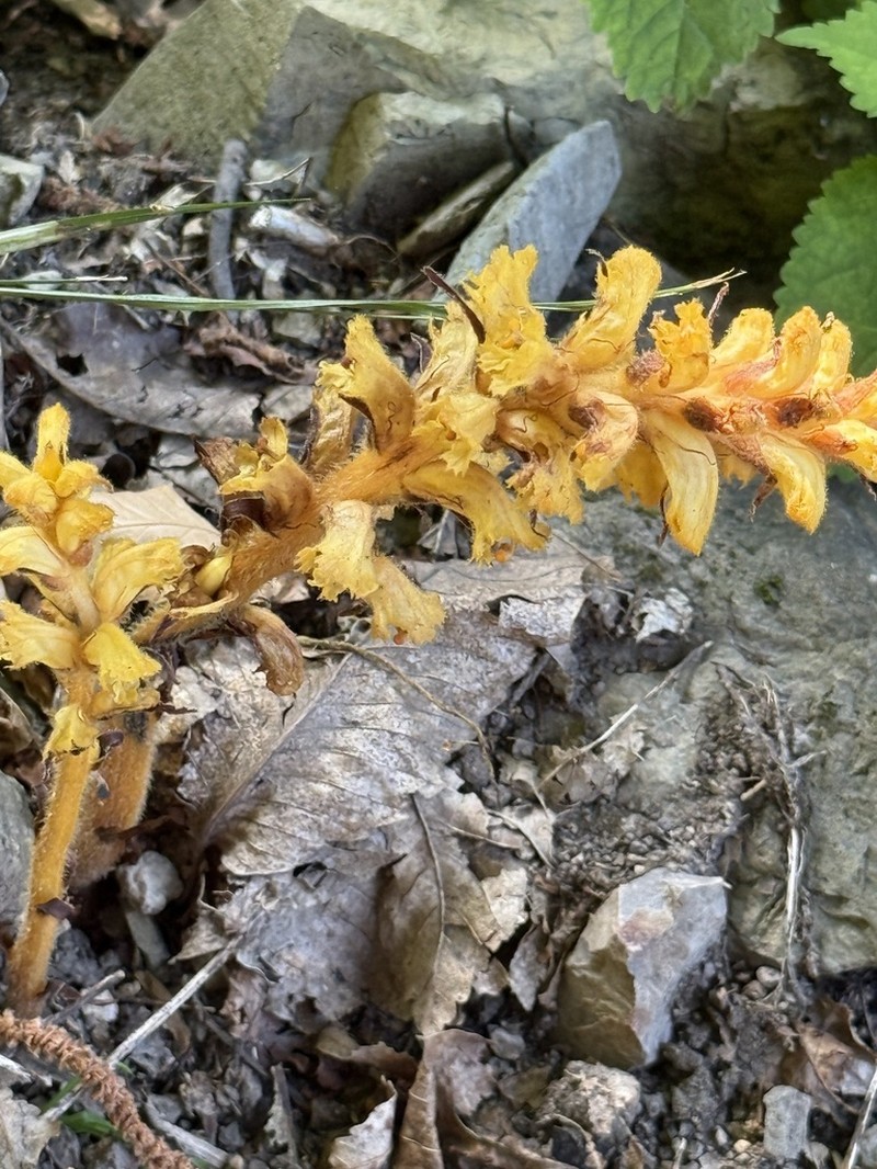 Orobanche salviae photo 6