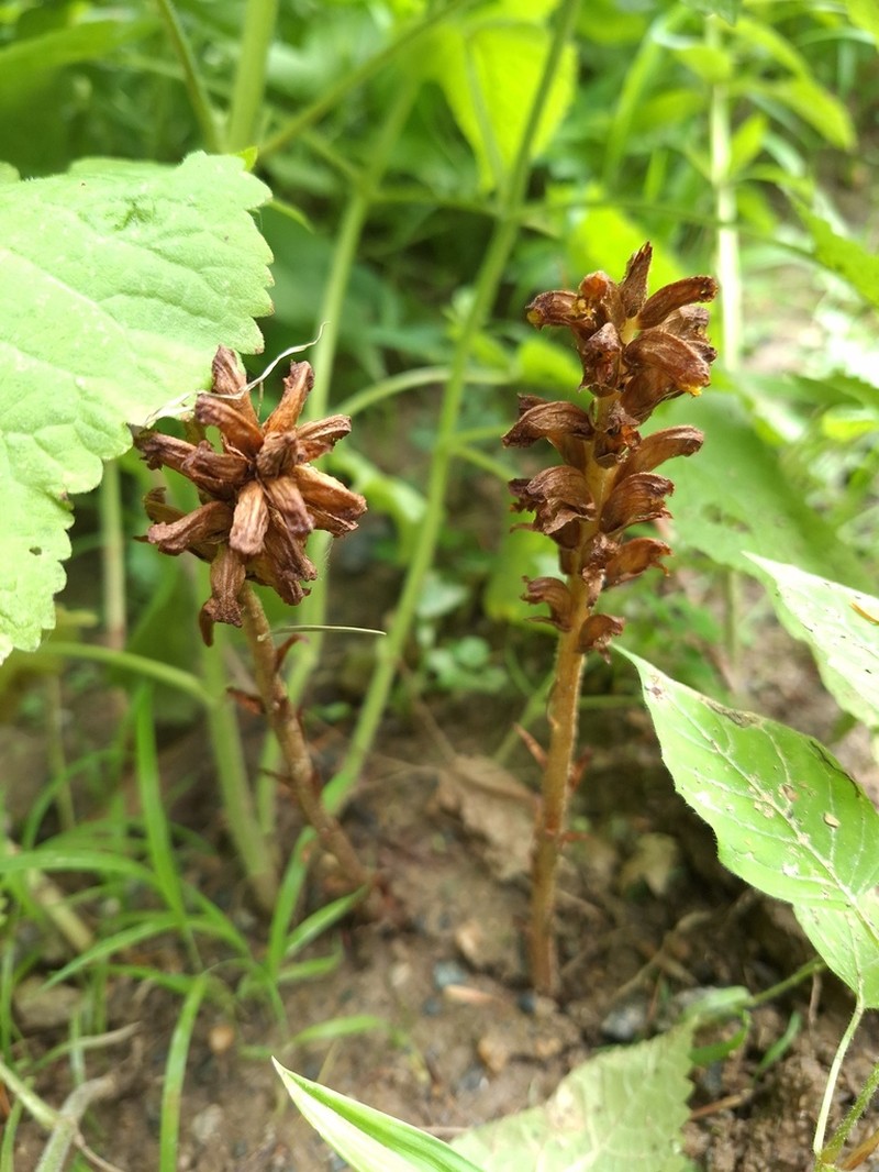 Orobanche salviae photo 7