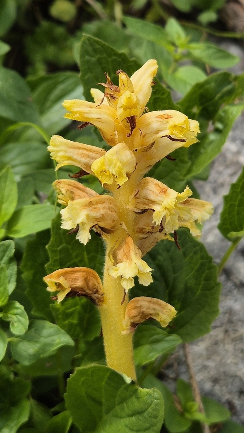 Orobanche salviae photo 8