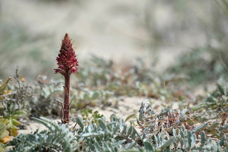 Orobanche sanguinea